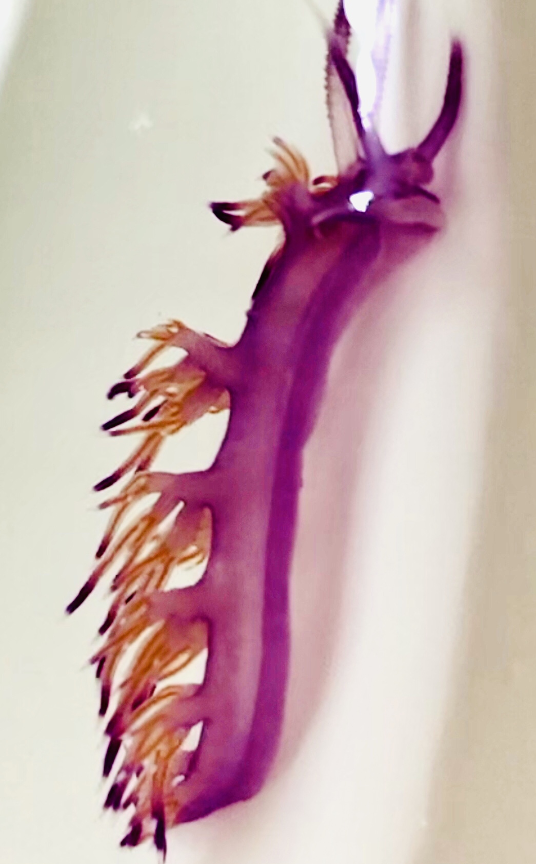 Violette Fadenschnecke (Labellina pedata).jpg